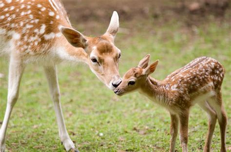 Deer mother and baby | Heaven Leigh | Intuitive Spirit Guide | Healing ...