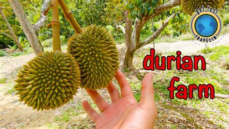 A Day In Penang Malaysia : Durian Farm Visit : Travel Vlog 60 - YouTube