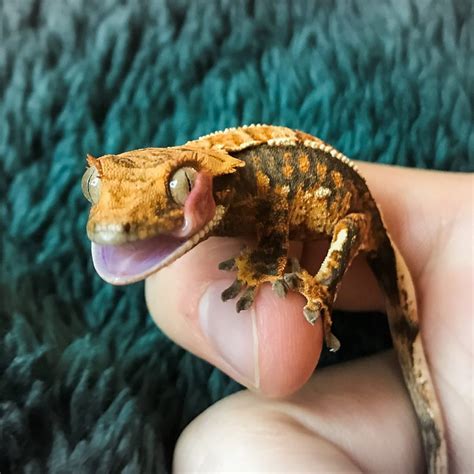 Why Does Crested Gecko Bite? How to Prevent it? | MyPetCareJoy