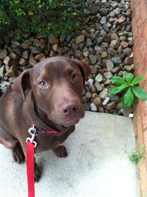 Chocolate lab and pitbull mix=adorable best friend | Lab pitbull mix ...