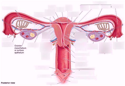 Female pelvic viscera Diagram | Quizlet