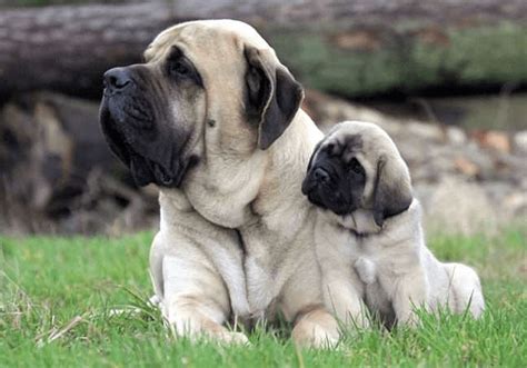 Mastiff Puppies for Sale Near Me | Central Park Puppies