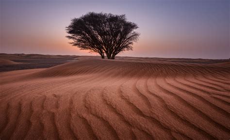 Free photo: Green Tree in the Middle of Desert - Arid, Sand, Travel ...