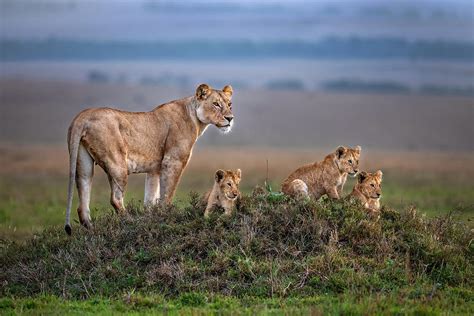 Lioness With Cubs Photograph by Xavier Ortega - Fine Art America