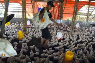 peternakan ayam pedaging di bogor jawa barat - DATATEMPO