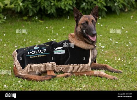 Why Do Police Use Belgian Malinois