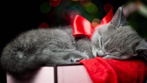 Christmas Kittens Wallpapers - Top Free Christmas Kittens Backgrounds ...