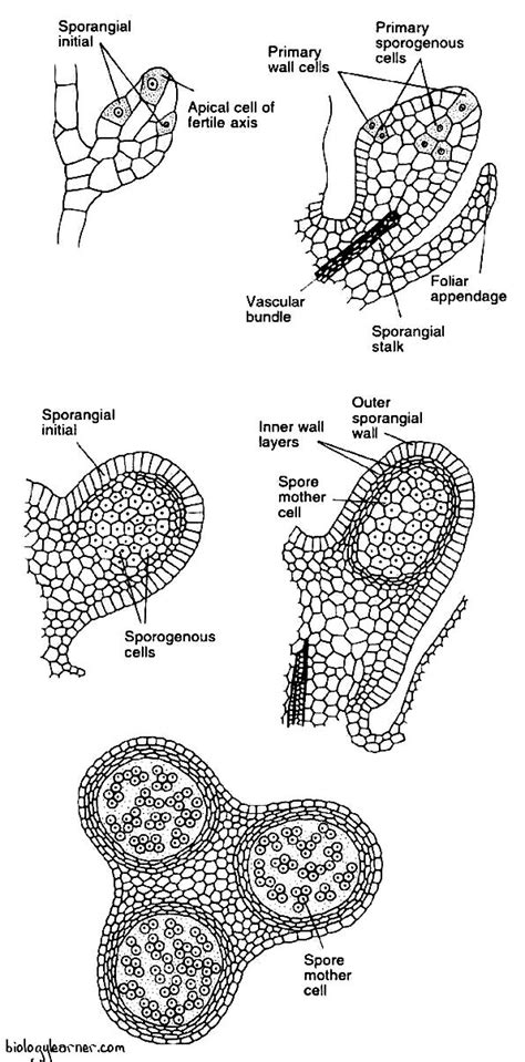 Psilotum: Distribution, Structure, Reproduction