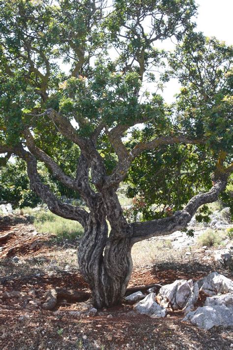 mastic tree - My Yahoo Image Search Results | Mastic tree, Florida ...