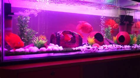 Parrot fish tank 4 ft - YouTube