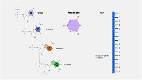 Uracil Nucleotide Structure