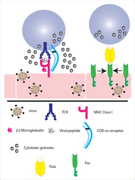 Cells T CD8+ | British Society for Immunology