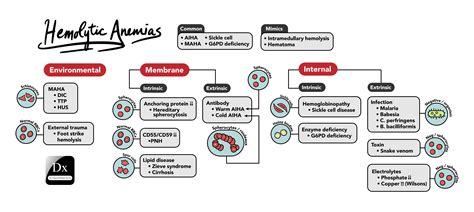 Classification Of Anemia Chart