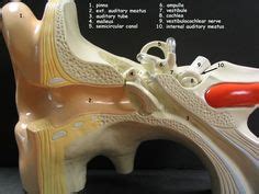 Ear Model Labeled - Bing Images | Biology | Ear anatomy, Medical ...