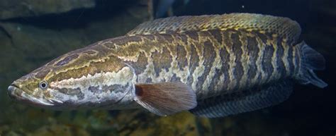 Northern snakehead - Alchetron, The Free Social Encyclopedia