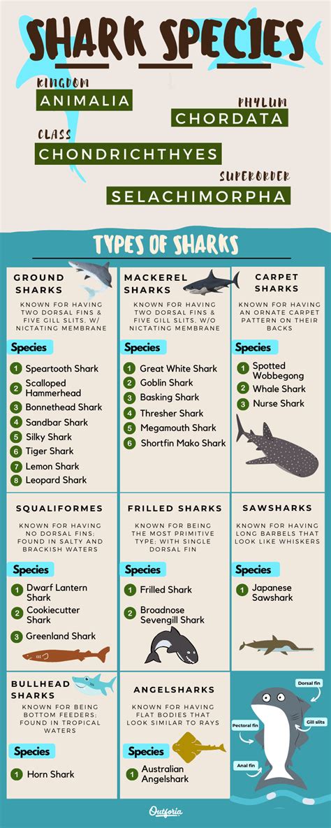 Tiger Shark Classification Chart