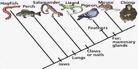 Cladistics - Assignment Point