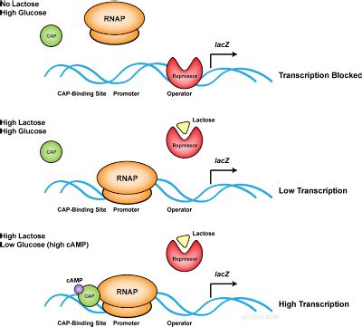 My Grad School Bucket: The lac Operon