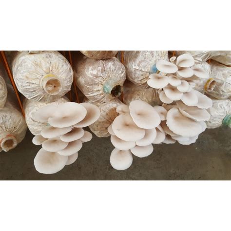 White Oyster Mushroom Mycelium Spores Seeds (Pleurotus...