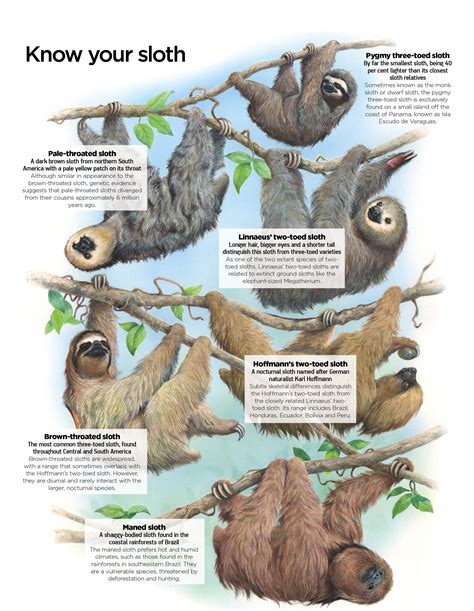 Rainforest Animals Sloth Adaptations | RAINFOREST ANIMAL