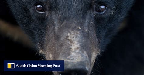 Letters | China’s must end cruelty to moon bears, and ban the use of ...