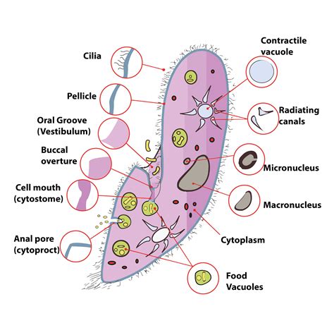 Bacteria Definition Structure Diagram Classification - ZOHAL