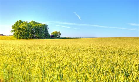 HD wallpaper: green field, Farmland, Evening, agriculture, nature ...