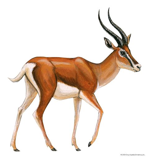 Gazelle | African Plains Mammal, Antelope Species & Adaptations ...