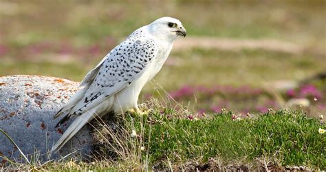 Gyrfalcon Identification, All About Birds, Cornell Lab of Ornithology