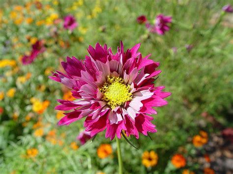 Cosmos: Plant Care and Collection of Varieties - Garden.org