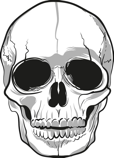 Skull Drawing Bone - skulls png download - 1867*2592 - Free Transparent ...