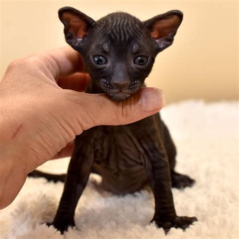 Cornish Rex Kittens for sale - Cornish rex for sale | Cornish Rec