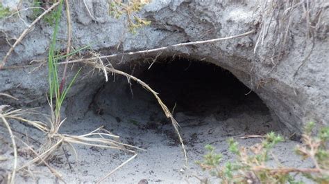 Gopher Tortoise Burrow | Jordan Allen | Flickr