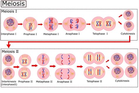 Meiosis Cell Division Interphase Illustration Labeled Stock Vector ...