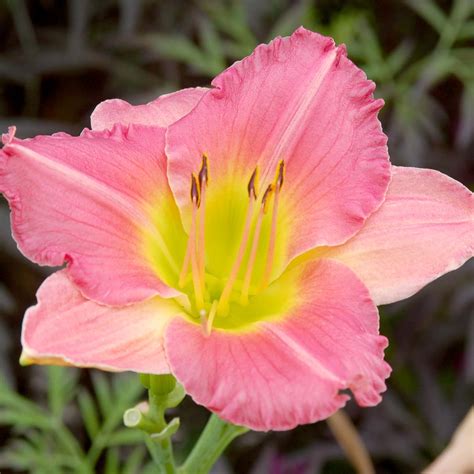 Hemerocallis ‘Final Touch’ | TERRA NOVA® Nurseries, Inc.