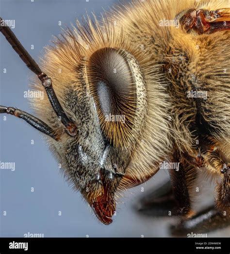 Honey Bee Close Up, Apis Sp Stock Photo - Alamy