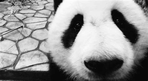 gifs: pandas | Taringa!