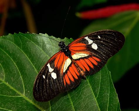 Heliconius butterfly by rsbfotos | Beautiful butterflies, Butterfly ...