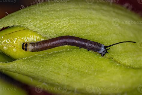 Macroglossine Sphinx Moth Caterpillar 5485775 Stock Photo at Vecteezy