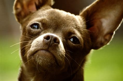 Meet Mooky, a 10-Pound Chihuahua Looking for Her Fur-ever Home - Pets ...