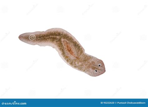 Planaria Flatworm Under Microscope View. Royalty-Free Stock Photo ...