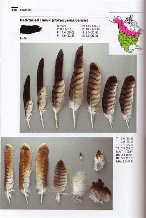 Review: Bird Feathers: A Guide to North American Species | Feather ...