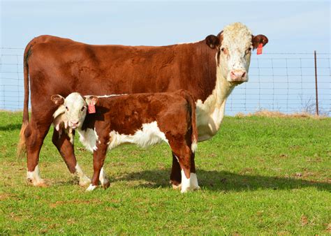 Short supplies, high demand boost cattle producer profits | Mississippi ...