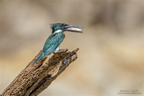 Amazon Kingfisher - Kester Clarke Wildlife Photography