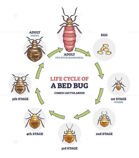 Life cycle of bed bug with all parasite evolution stages outline ...