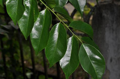 Pterocarpus indicus (Fabaceae) image 43330 at PhytoImages.siu.edu