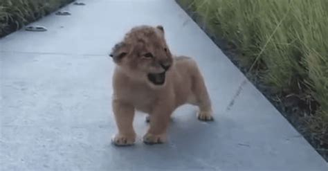 This Baby Lion Tries To Roar, But The Noise That Comes Out Is ...