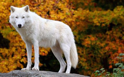 Arctic Wolf Wallpapers - Wolf Background Images