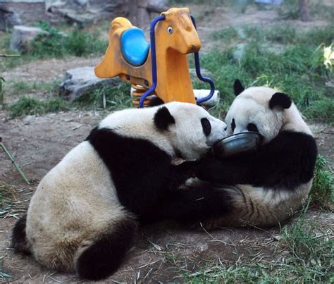 Giant Pandas in Beijing Zoo