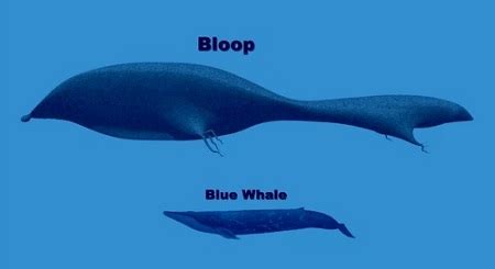 Bloop | Cryptid Wiki | FANDOM powered by Wikia